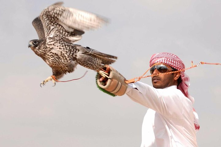 Witness the art of falconry in the heart of the desert as expert trainers share their passion for these majestic birds immersing travelers in the rich heritage of Bedouin culture.